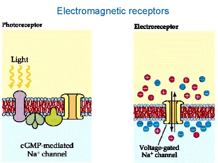 Electromagnetic receptors 