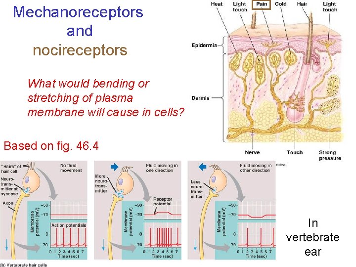 Mechanoreceptors and nocireceptors What would bending or stretching of plasma membrane will cause in