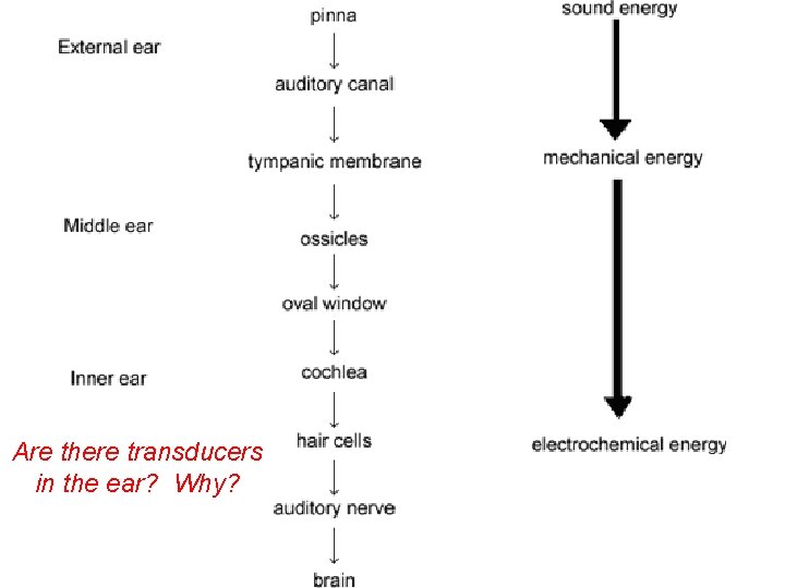 Are there transducers in the ear? Why? 