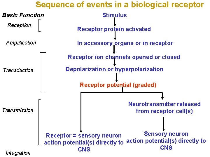 Sequence of events in a biological receptor Basic Function Reception Amplification Stimulus Receptor protein
