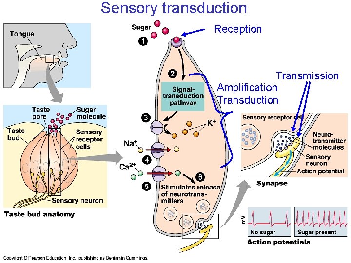 Sensory transduction Reception Transmission Amplification Transduction 