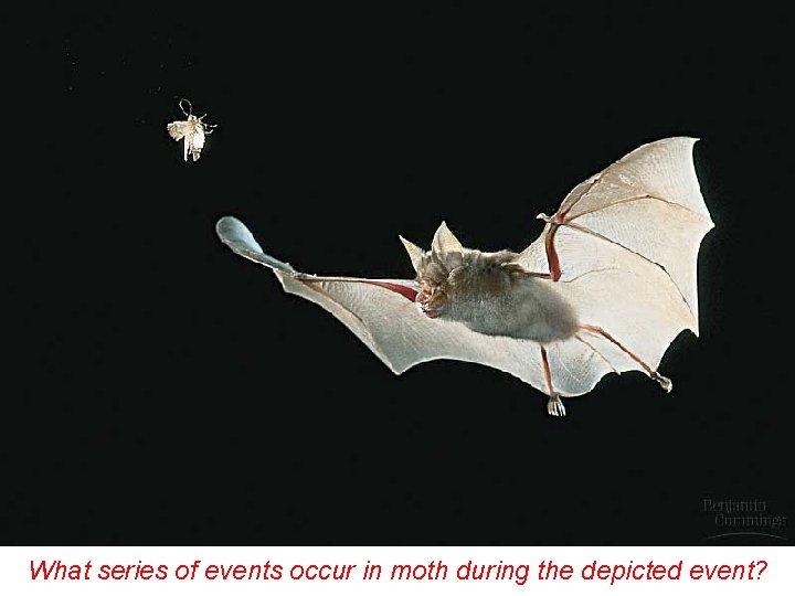 What series of events occur in moth during the depicted event? 