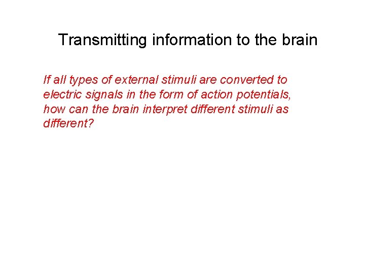 Transmitting information to the brain If all types of external stimuli are converted to