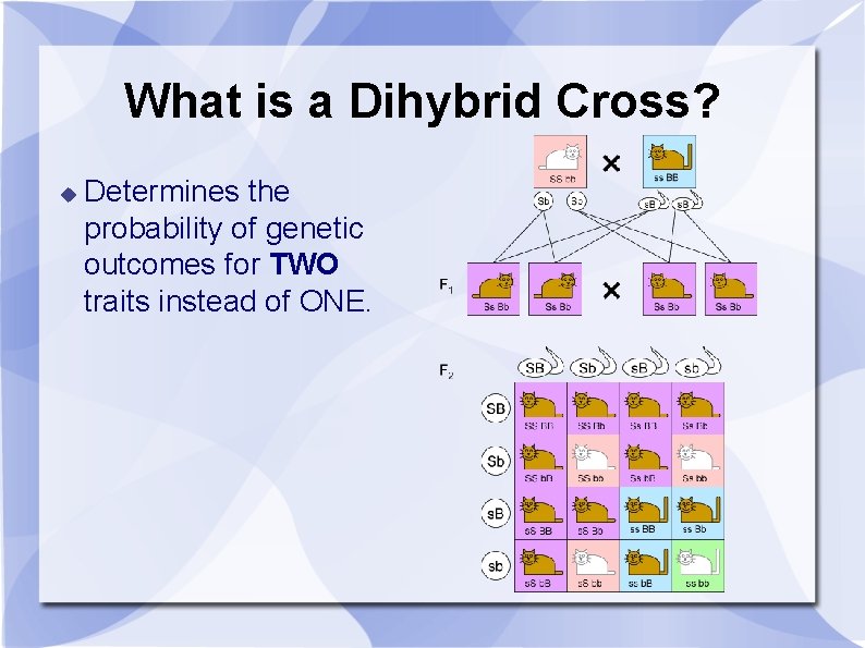 What is a Dihybrid Cross? Determines the probability of genetic outcomes for TWO traits