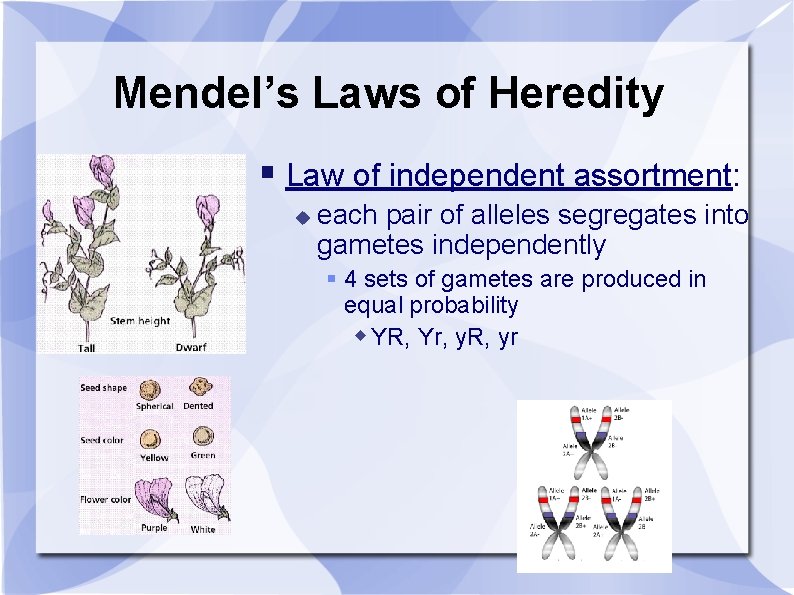Mendel’s Laws of Heredity Law of independent assortment: each pair of alleles segregates into