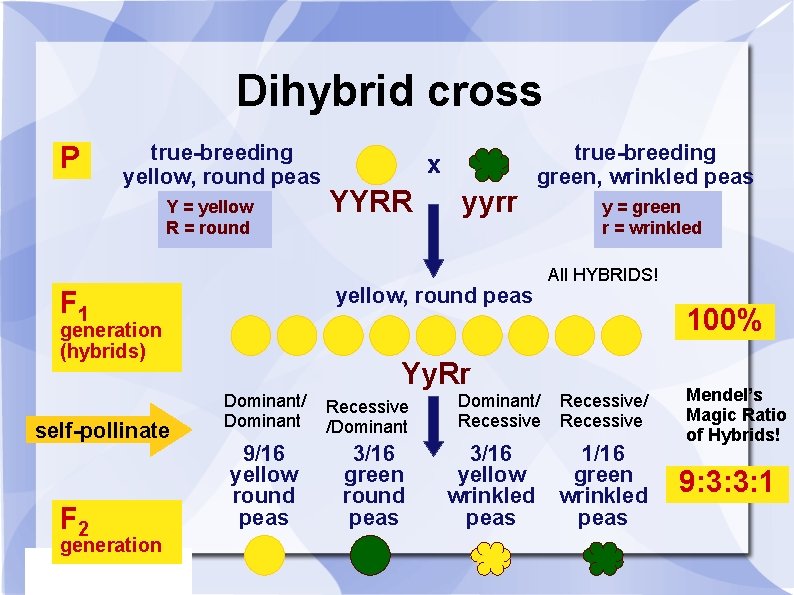 Dihybrid cross P true-breeding yellow, round peas Y = yellow R = round generation