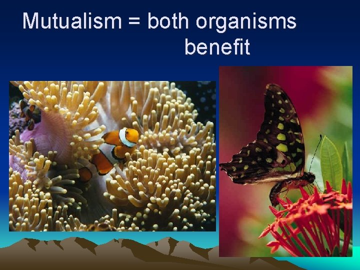 Mutualism = both organisms benefit 