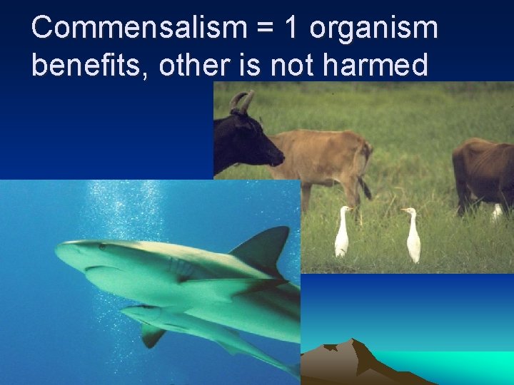 Commensalism = 1 organism benefits, other is not harmed 