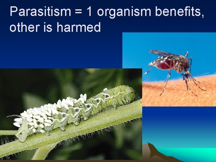 Parasitism = 1 organism benefits, other is harmed 