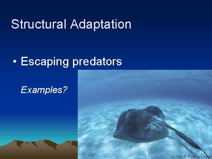 Structural Adaptation • Escaping predators Examples? 