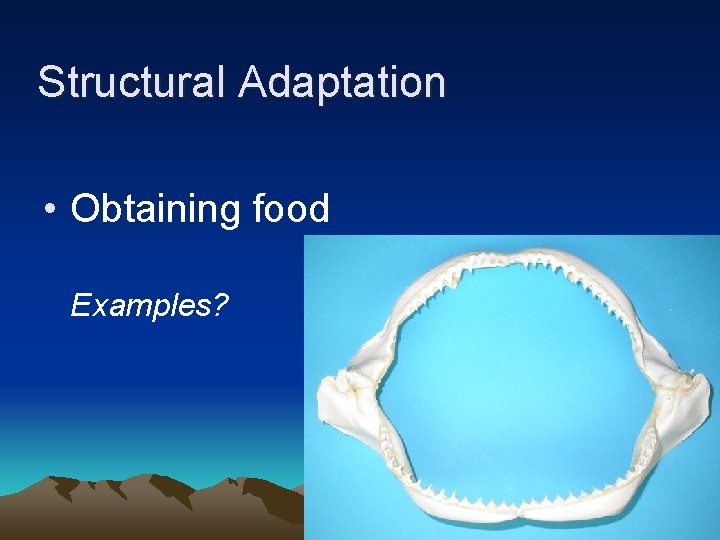 Structural Adaptation • Obtaining food Examples? 