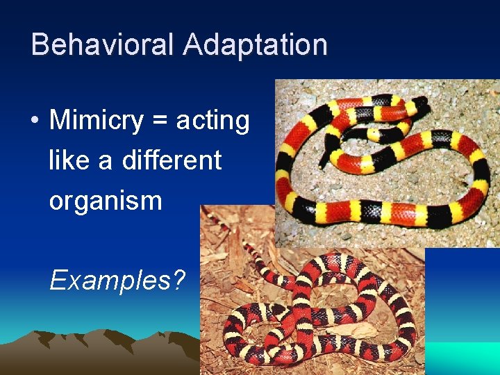 Behavioral Adaptation • Mimicry = acting like a different organism Examples? 