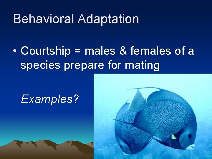 Behavioral Adaptation • Courtship = males & females of a species prepare for mating
