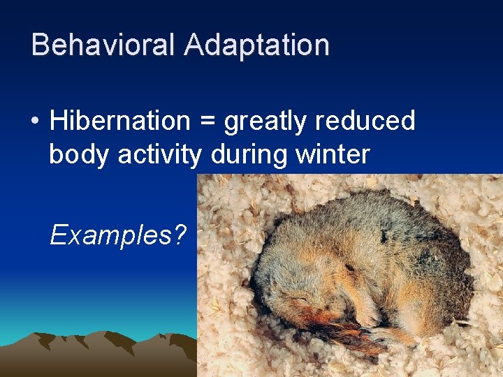 Behavioral Adaptation • Hibernation = greatly reduced body activity during winter Examples? 