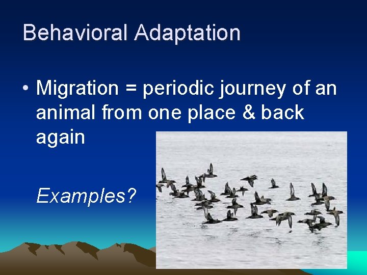 Behavioral Adaptation • Migration = periodic journey of an animal from one place &