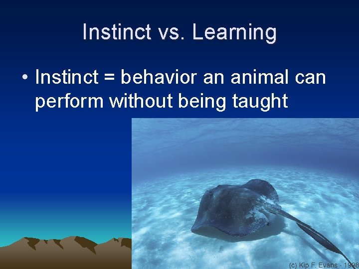 Instinct vs. Learning • Instinct = behavior an animal can perform without being taught