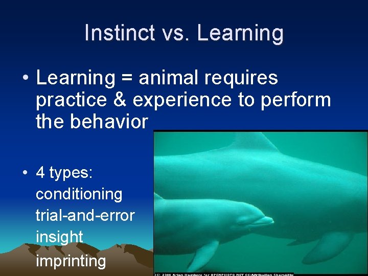 Instinct vs. Learning • Learning = animal requires practice & experience to perform the