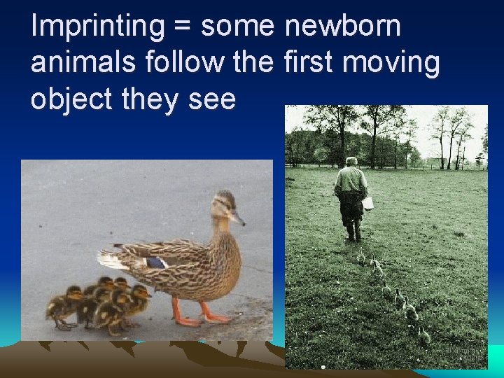 Imprinting = some newborn animals follow the first moving object they see 