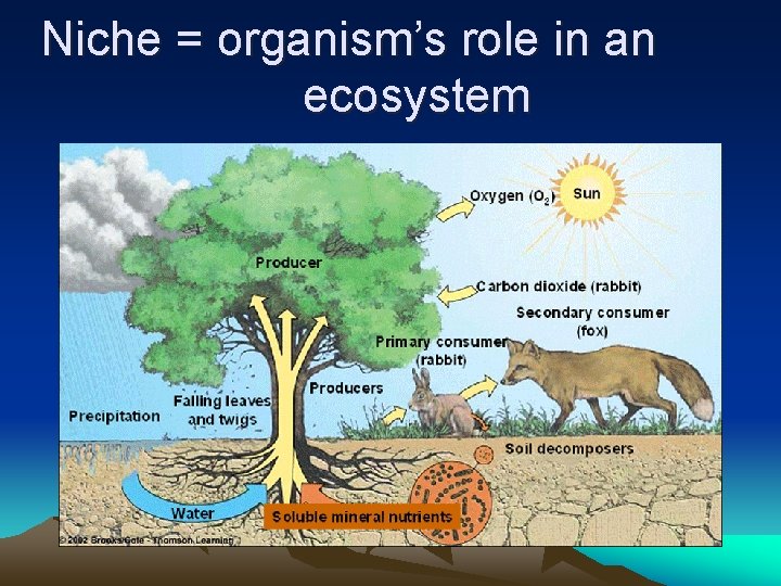 Niche = organism’s role in an ecosystem 