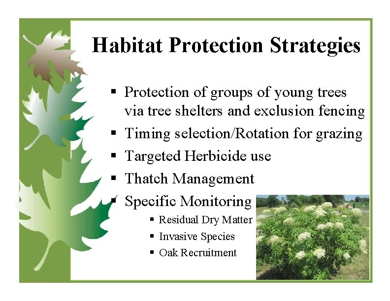 Habitat Protection Strategies § Protection of groups of young trees via tree shelters and