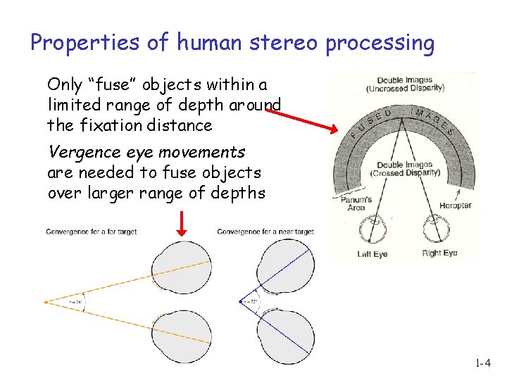 Properties of human stereo processing Only “fuse” objects within a limited range of depth