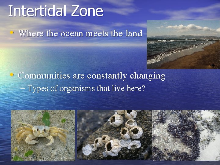Intertidal Zone • Where the ocean meets the land • Communities are constantly changing