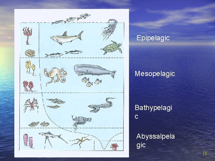 Epipelagic Mesopelagic Bathypelagi c Abyssalpela gic 15 