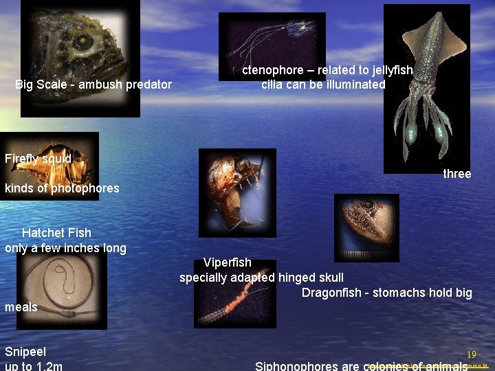 Big Scale - ambush predator ctenophore – related to jellyfish cilia can be illuminated