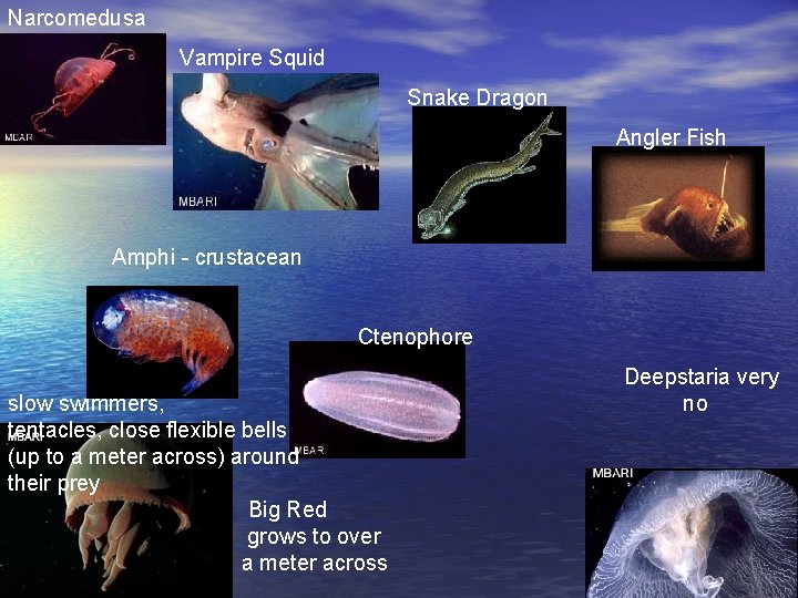 Narcomedusa Vampire Squid Snake Dragon Angler Fish Amphi - crustacean Ctenophore slow swimmers, tentacles,