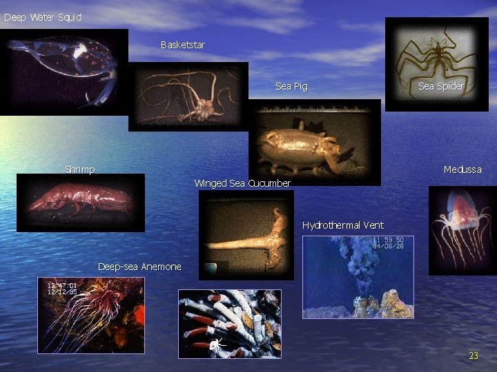 Deep Water Squid Basketstar Sea Pig Shrimp Sea Spider Medussa Winged Sea Cucumber Hydrothermal