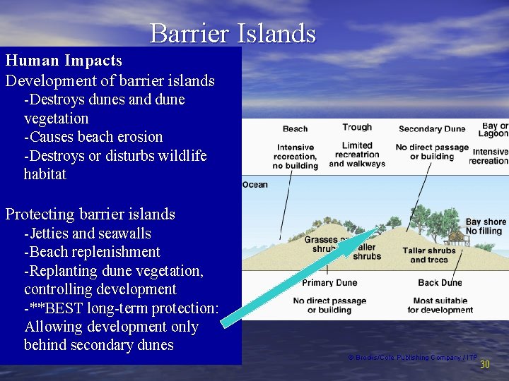 Barrier Islands Human Impacts Development of barrier islands -Destroys dunes and dune vegetation -Causes