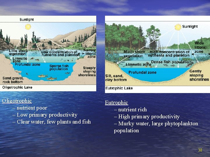 Oligotrophic – nutrient poor – Low primary productivity – Clear water, few plants and