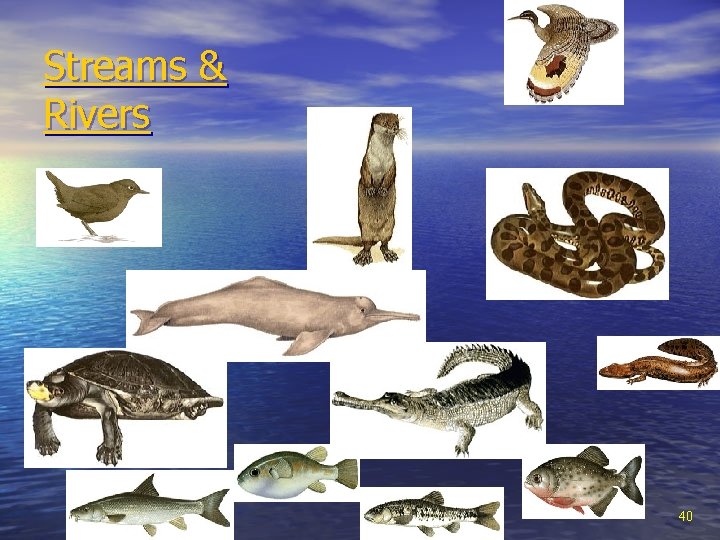 Streams & Rivers 40 