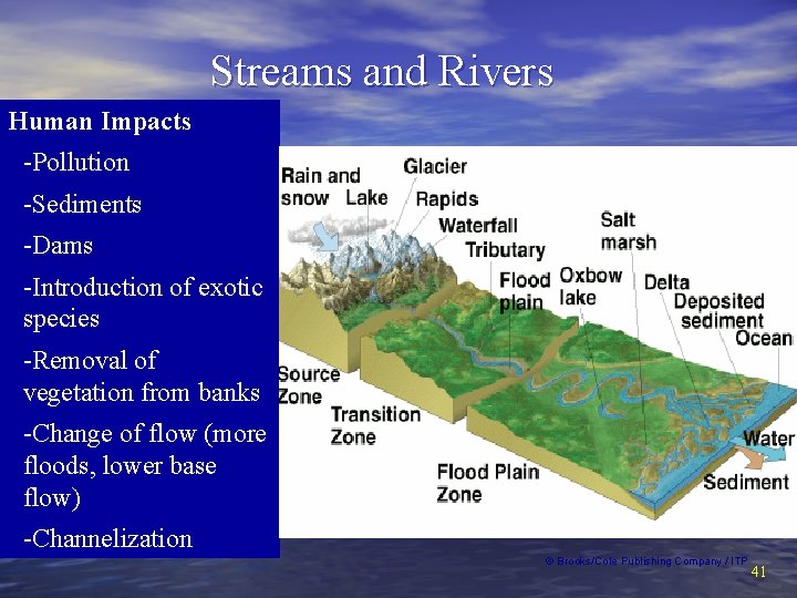 Streams and Rivers Human Impacts -Pollution -Sediments -Dams -Introduction of exotic species -Removal of