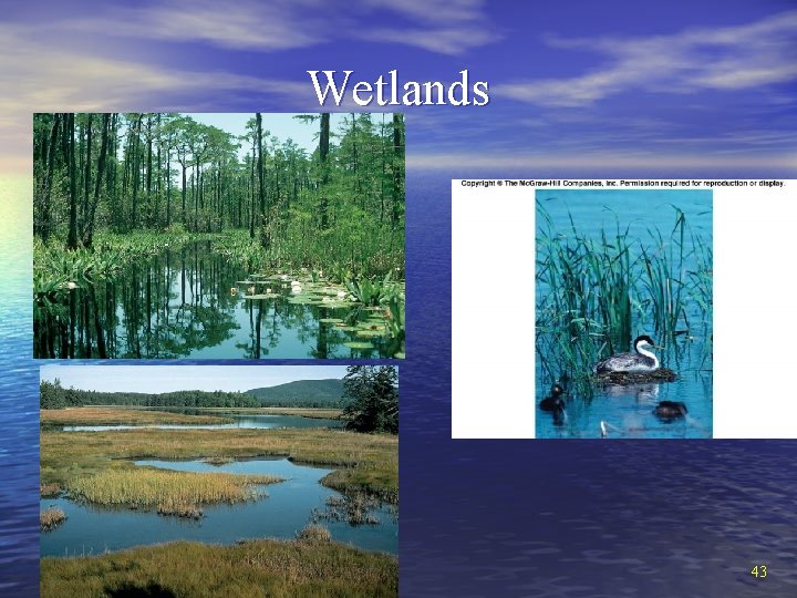 Wetlands 43 