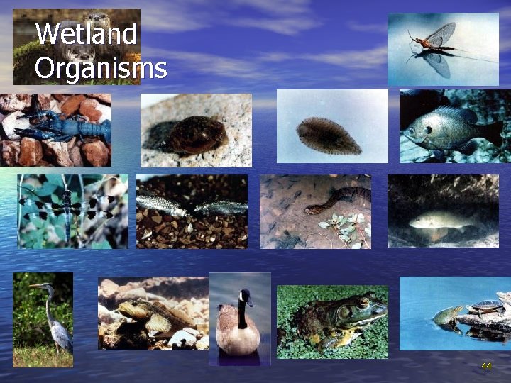 Wetland Organisms 44 