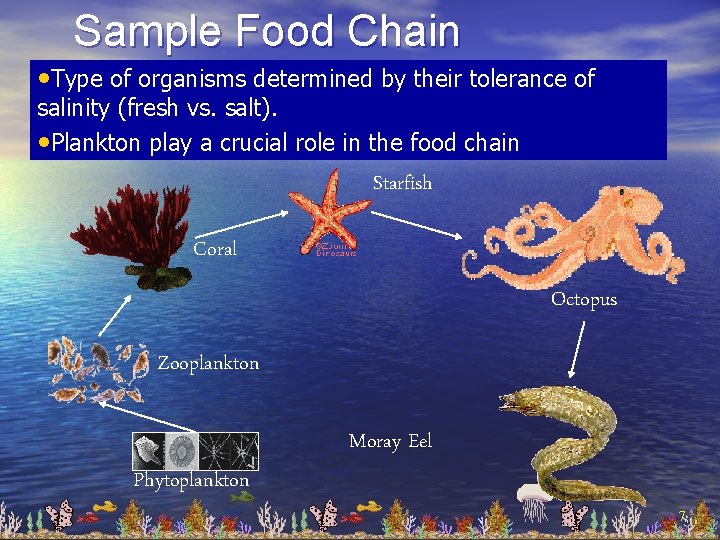 Sample Food Chain • Type of organisms determined by their tolerance of salinity (fresh