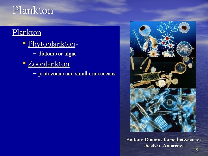 Plankton • Phytoplankton– diatoms or algae • Zooplankton – protozoans and small crustaceans Bottom:
