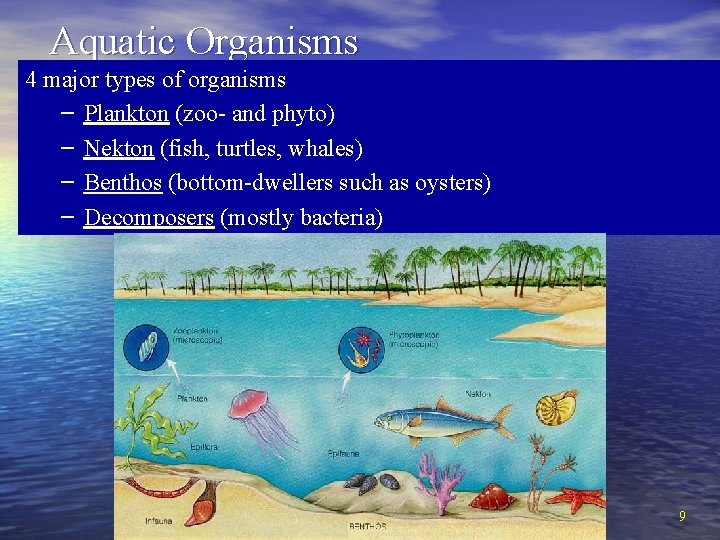 Aquatic Organisms 4 major types of organisms – Plankton (zoo- and phyto) – Nekton