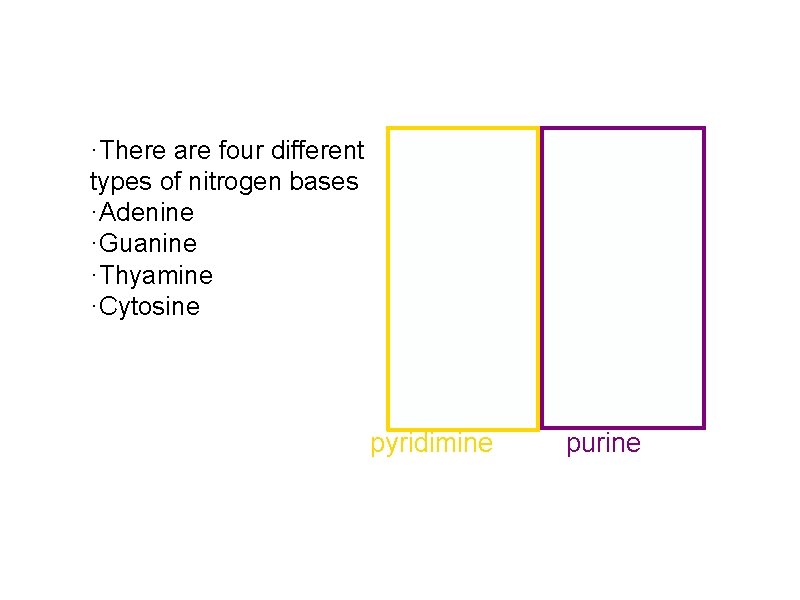 ·There are four different types of nitrogen bases ·Adenine ·Guanine ·Thyamine ·Cytosine pyridimine purine