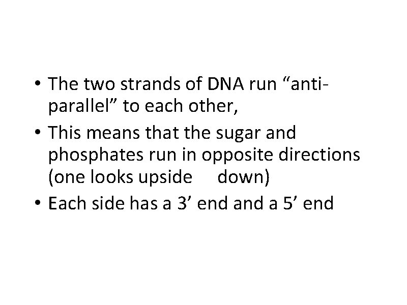  • The two strands of DNA run “antiparallel” to each other, • This