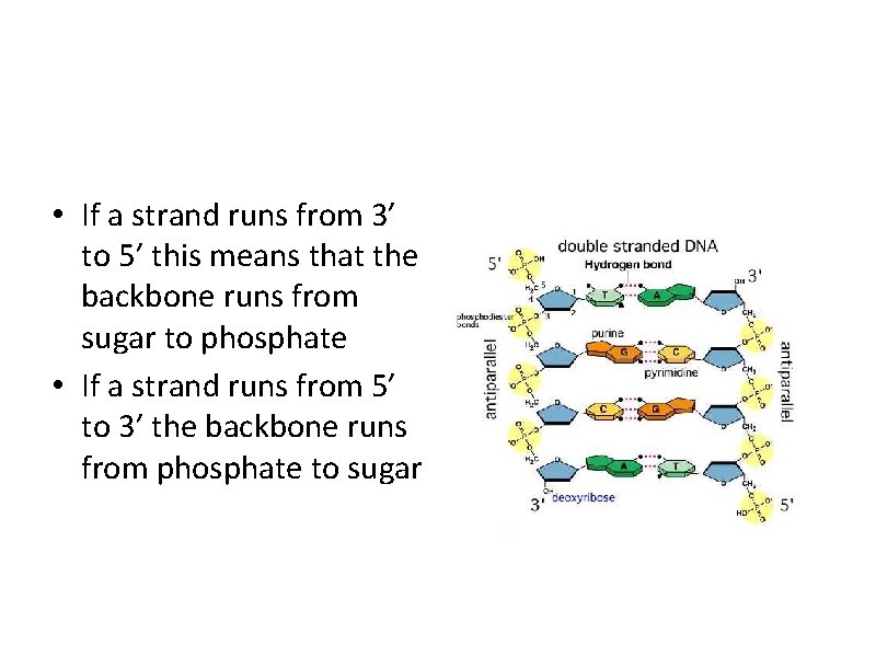  • If a strand runs from 3’ to 5’ this means that the