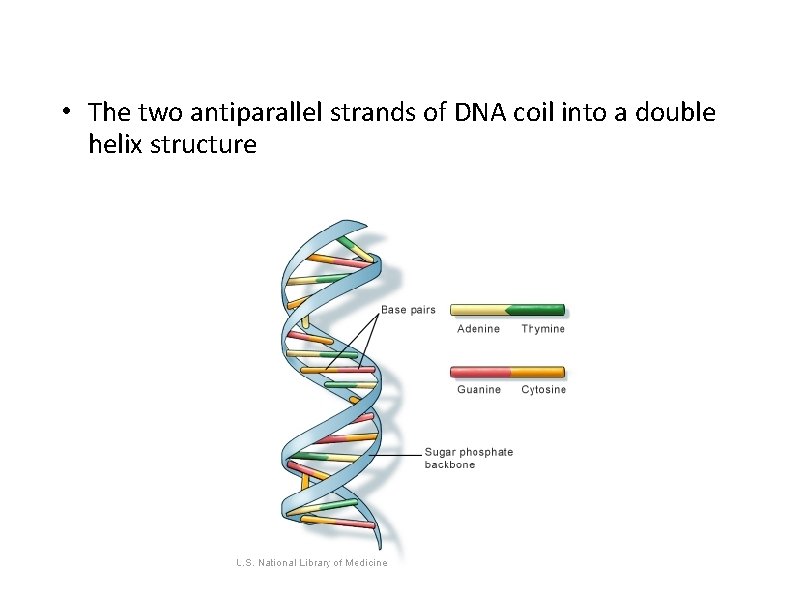  • The two antiparallel strands of DNA coil into a double helix structure