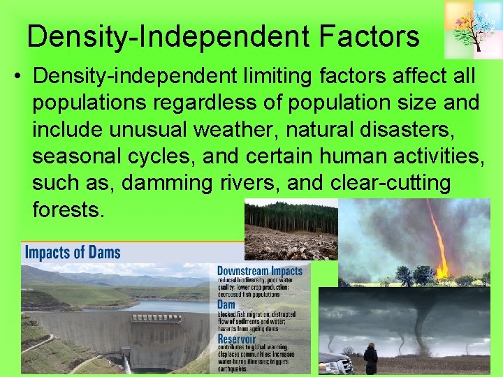 Density-Independent Factors • Density-independent limiting factors affect all populations regardless of population size and