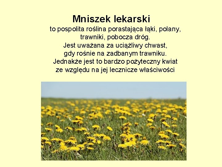 Mniszek lekarski to pospolita roślina porastająca łąki, polany, trawniki, pobocza dróg. Jest uważana za