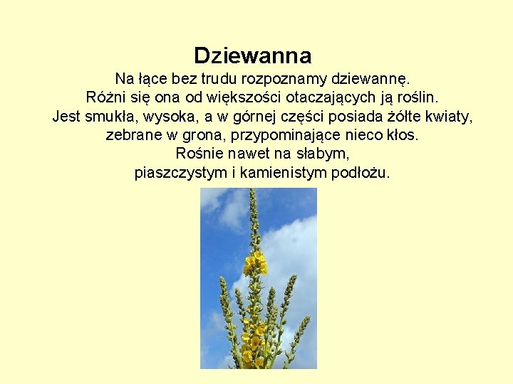 Dziewanna Na łące bez trudu rozpoznamy dziewannę. Różni się ona od większości otaczających ją