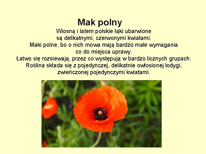 Mak polny Wiosną i latem polskie łąki ubarwione są delikatnymi, czerwonymi kwiatami. Maki polne,