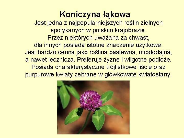 Koniczyna łąkowa Jest jedną z najpopularniejszych roślin zielnych spotykanych w polskim krajobrazie. Przez niektórych
