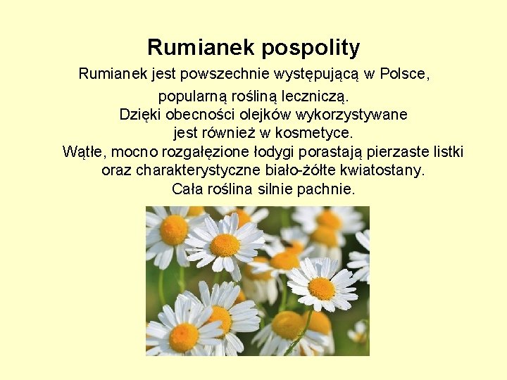 Rumianek pospolity Rumianek jest powszechnie występującą w Polsce, popularną rośliną leczniczą. Dzięki obecności olejków