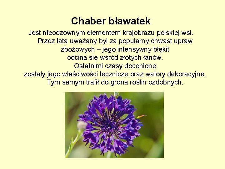 Chaber bławatek Jest nieodzownym elementem krajobrazu polskiej wsi. Przez lata uważany był za popularny